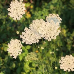 Meet your Posher, Ann